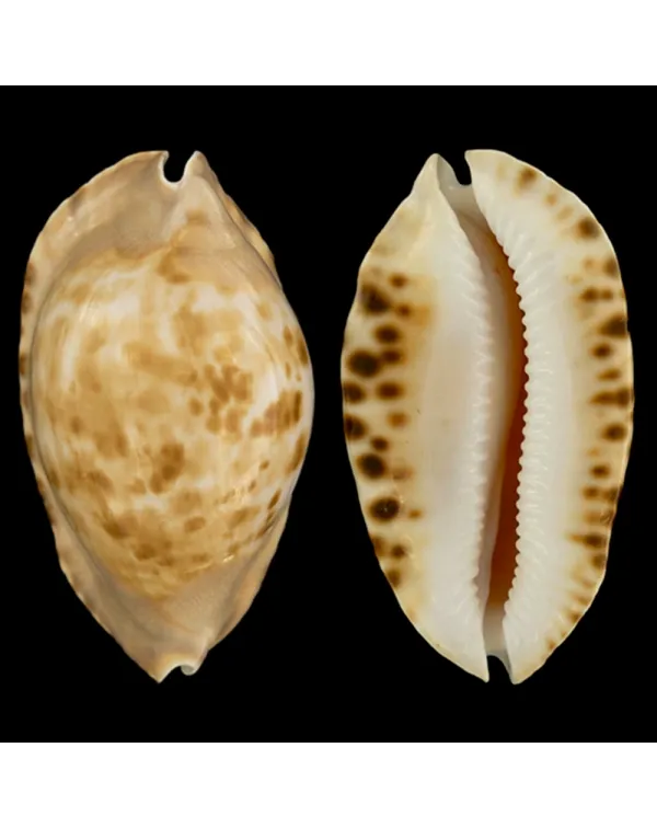 Zoila Marginata Consueta