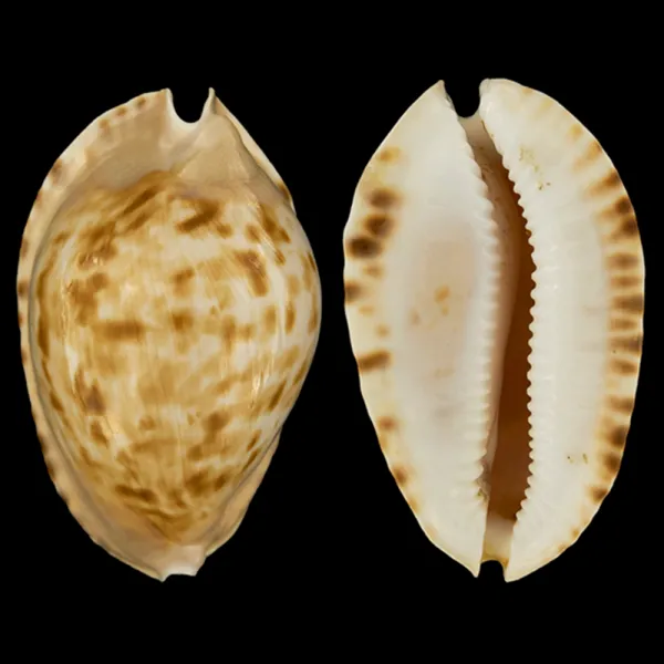 Zoila Marginata Consueta