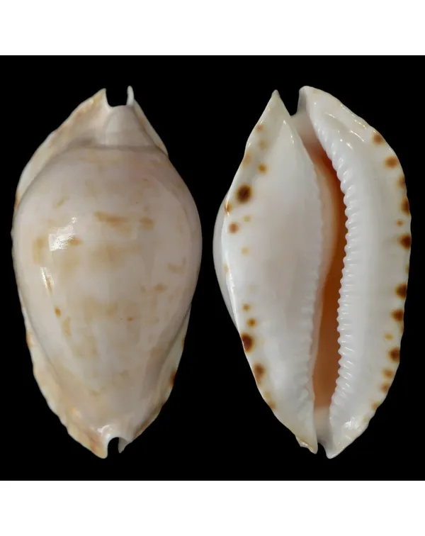 Zoila Marginata Consueta
