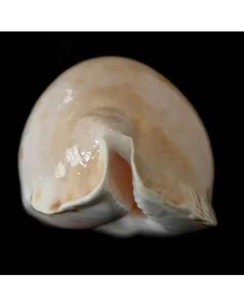 Zoila Marginata Consueta