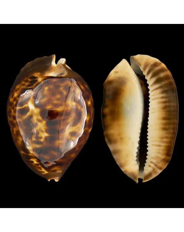 Zoila Thersites