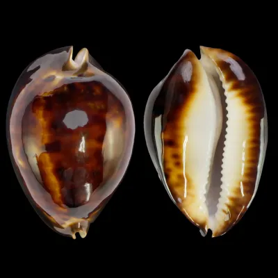 Zoila Thersites