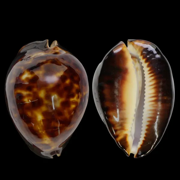 Zoila Thersites