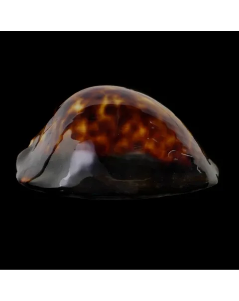 Zoila Thersites