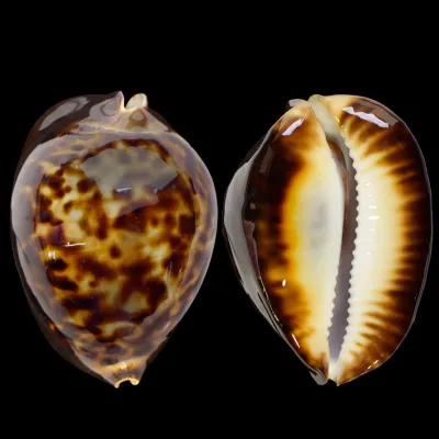 Zoila Thersites
