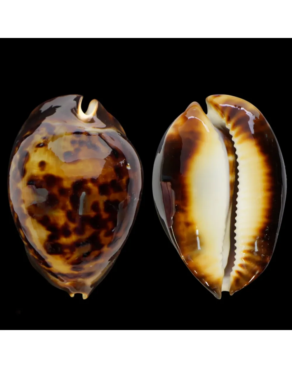 Zoila Thersites