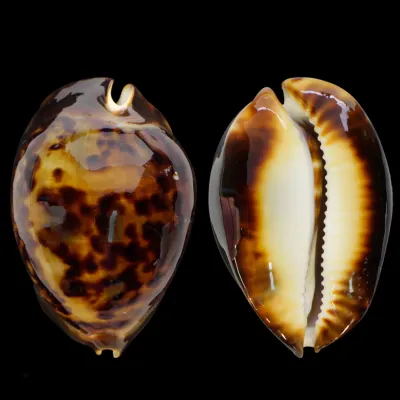 Zoila Thersites
