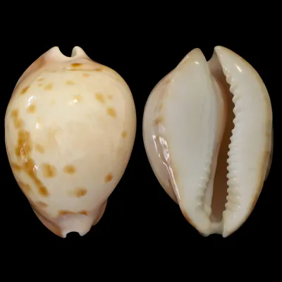 Zoila Venusta Roseopunctata