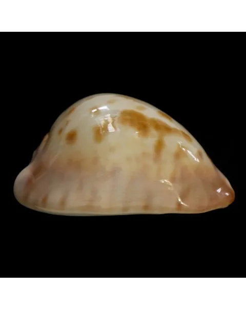 Zoila Venusta Roseopunctata
