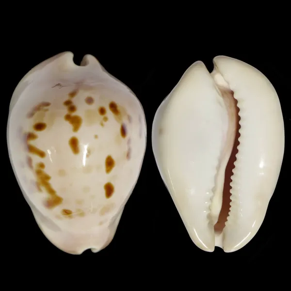 Zoila Venusta Roseopunctata