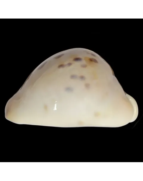 Zoila Venusta Roseopunctata