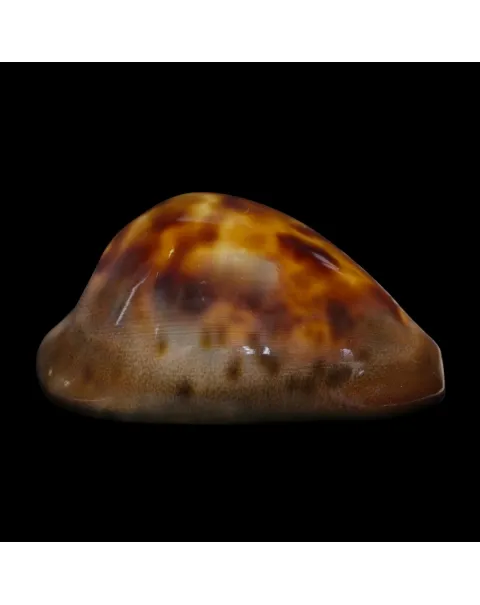 Zoila Venusta Sorrentensis