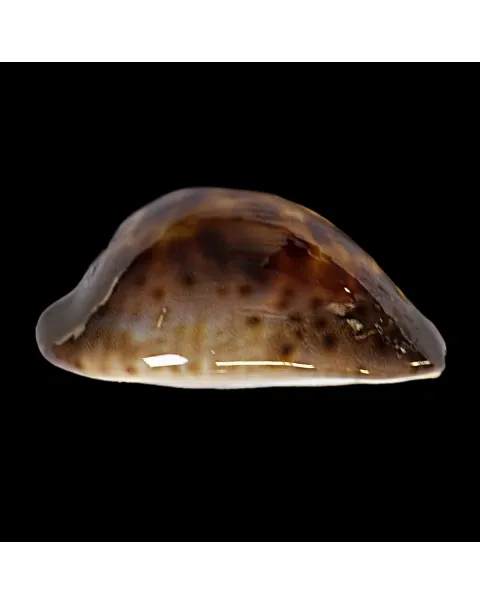 Zoila Venusta Sorrentensis