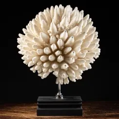 Acropora Nasuta (5)