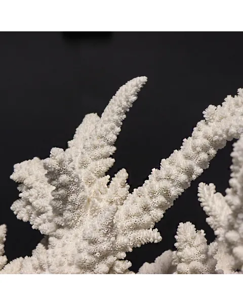 Acropora Florida