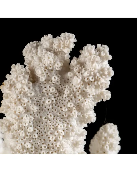 Acropora Florida