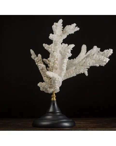Acropora Florida
