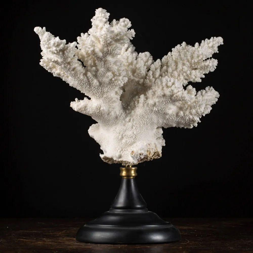 Acropora Florida