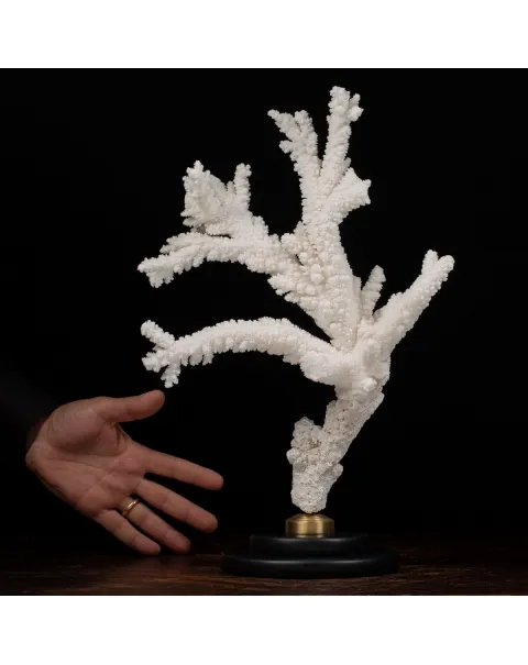 Acropora Florida