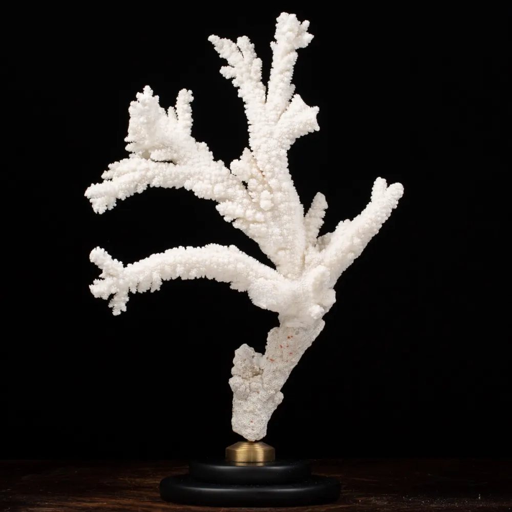 Acropora Florida