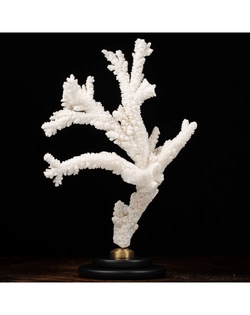 Acropora Florida