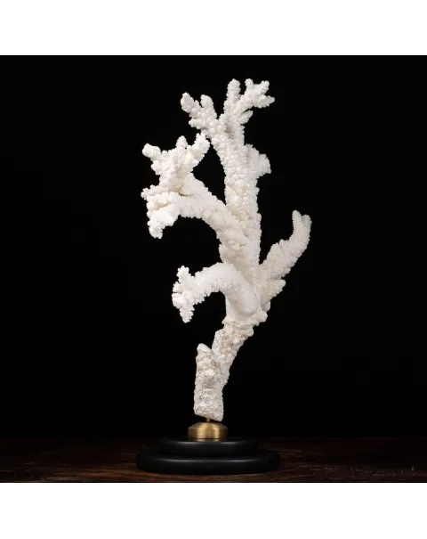 Acropora Florida