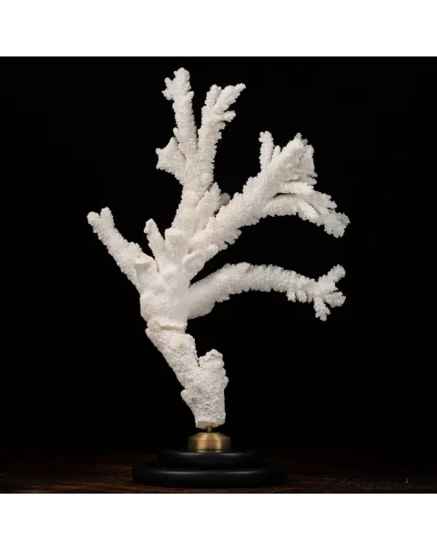 Acropora Florida