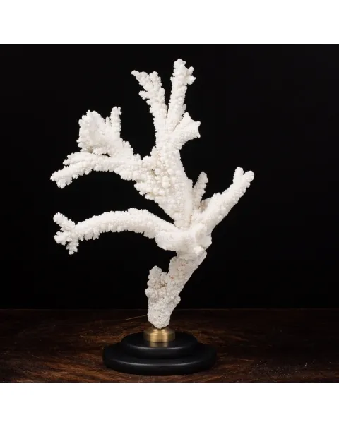 Acropora Florida
