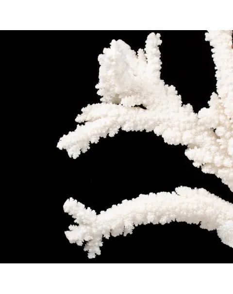 Acropora Florida