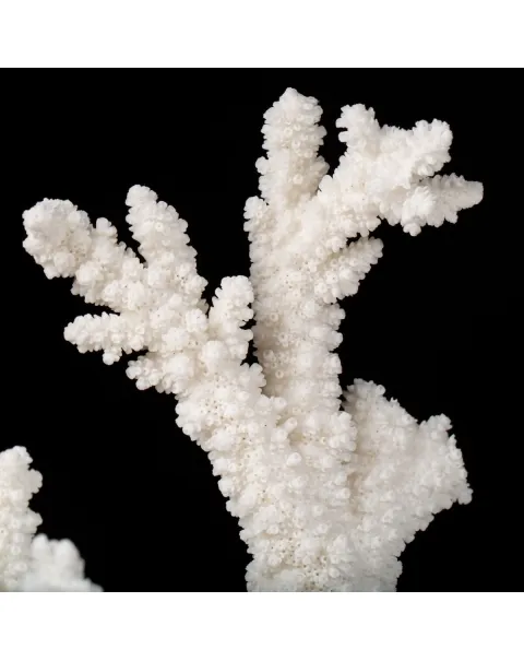 Acropora Florida