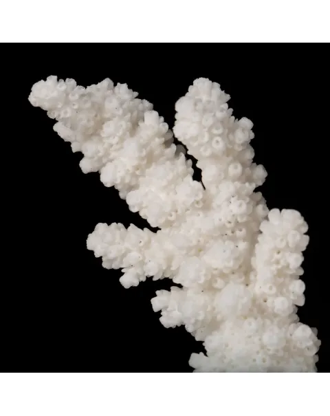 Acropora Florida