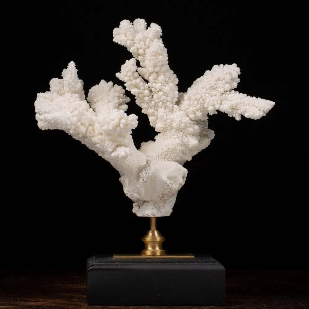 Acropora Florida