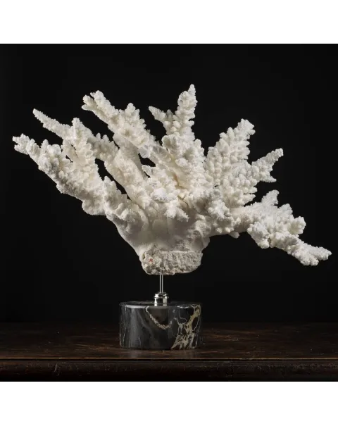 Acropora Florida