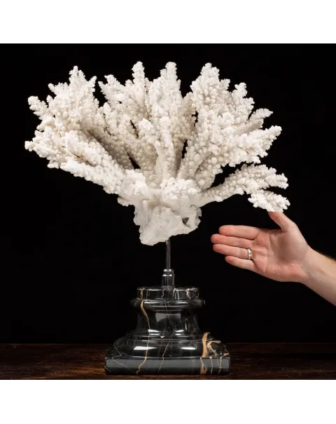 Acropora Florida