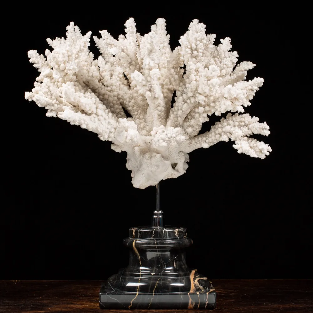 Acropora Florida