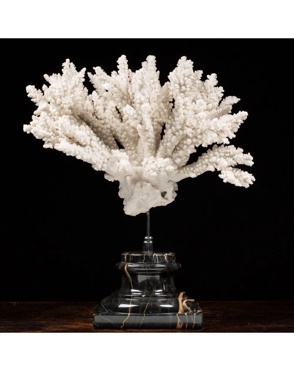 Acropora Florida