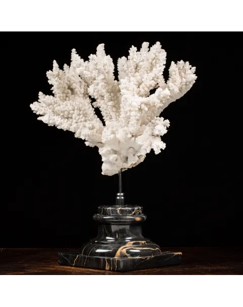 Acropora Florida