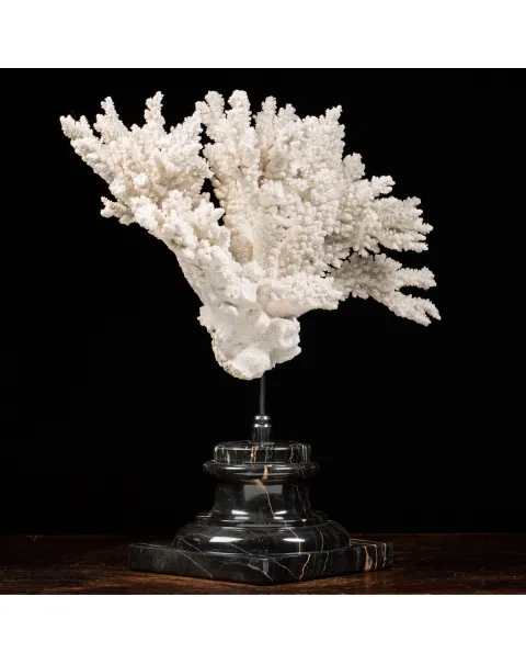 Acropora Florida