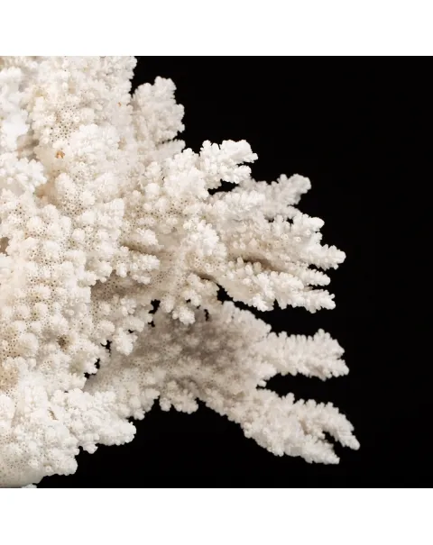 Acropora Florida