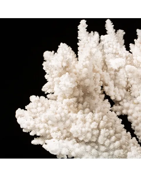 Acropora Florida
