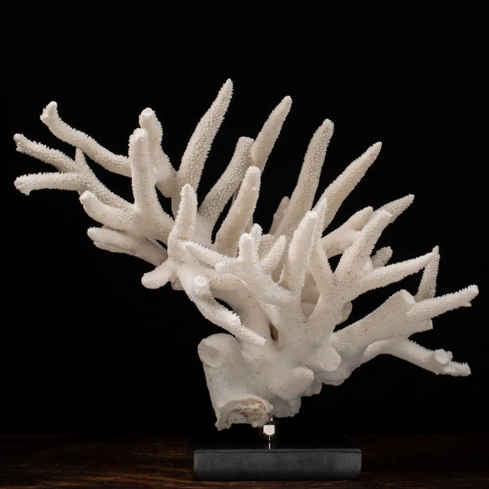 Acropora Florida