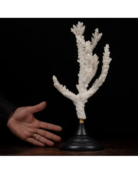 Acropora Florida