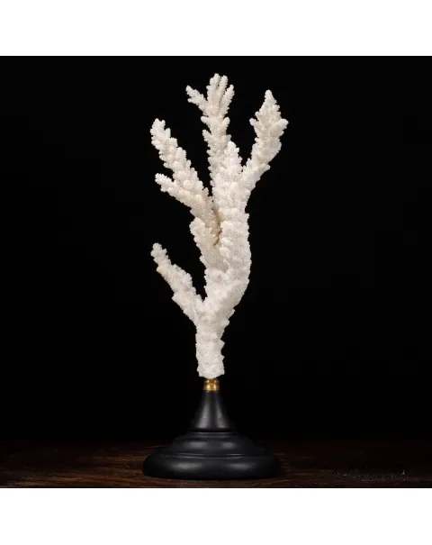 Acropora Florida