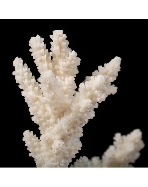 Acropora Florida
