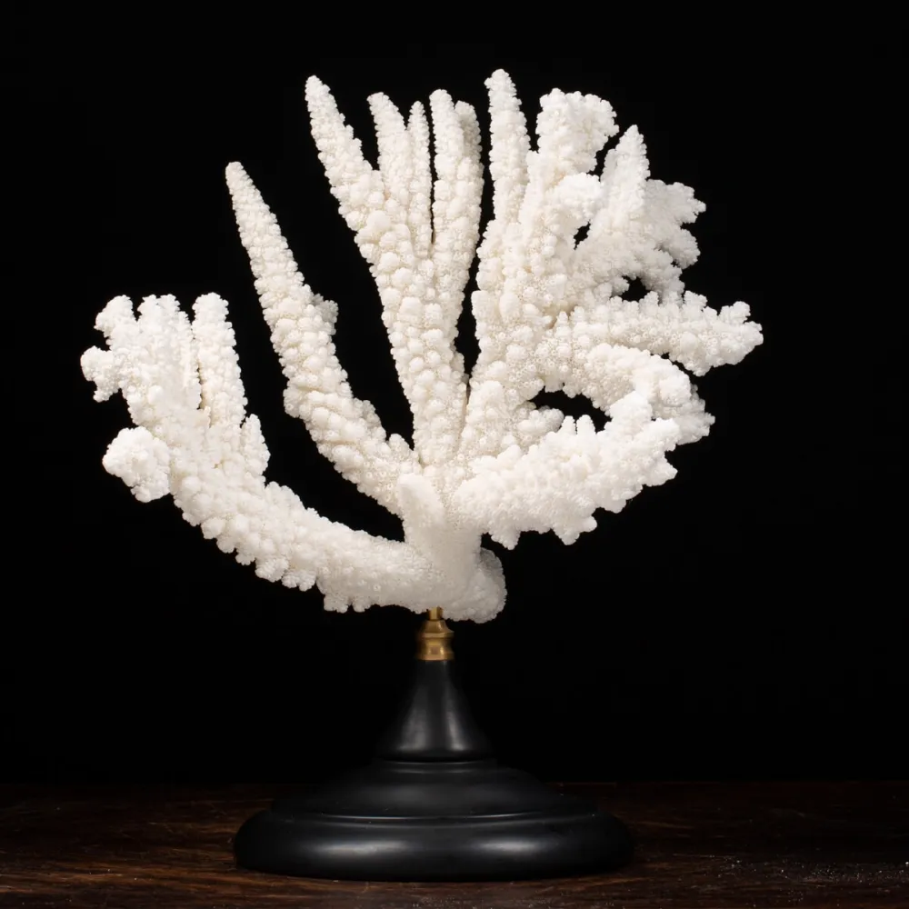 Acropora Florida