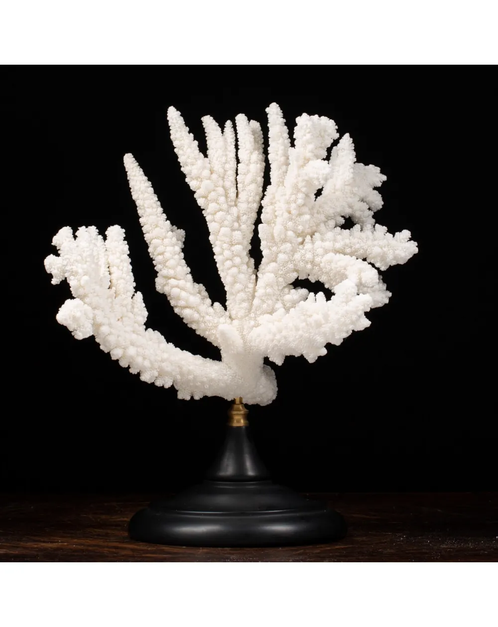 Acropora Florida