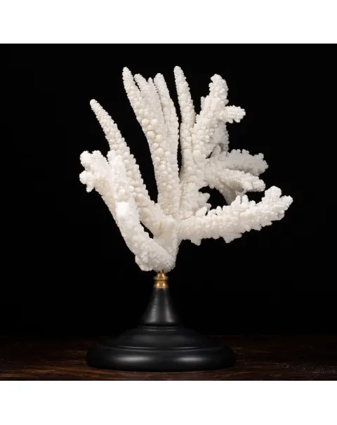 Acropora Florida