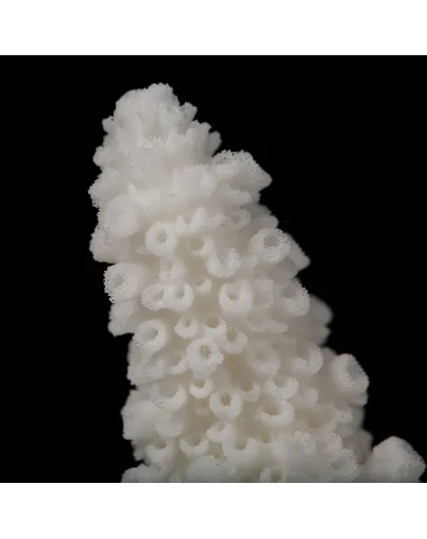 Acropora Florida