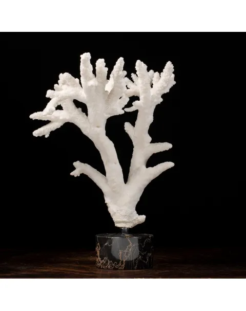 Acropora Florida