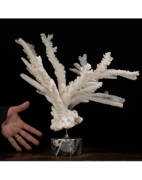 Acropora Florida